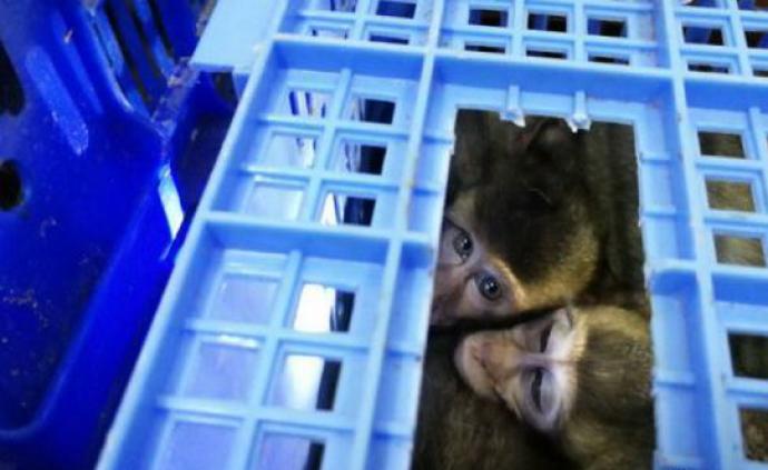 南宁海关查获食蟹猴2735只，为国内缉私侦办该类最大案
