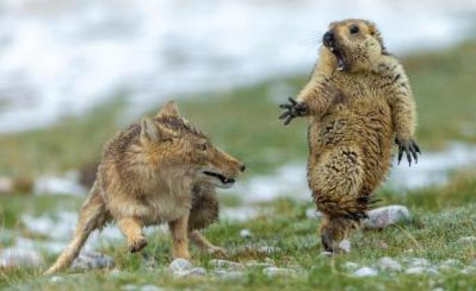 祁连山国家公园《生死对决》斩获国际野生动物摄影最高奖项