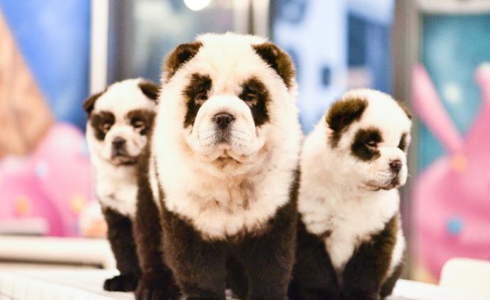松狮被染成“熊猫”，宠物店称染色无伤害