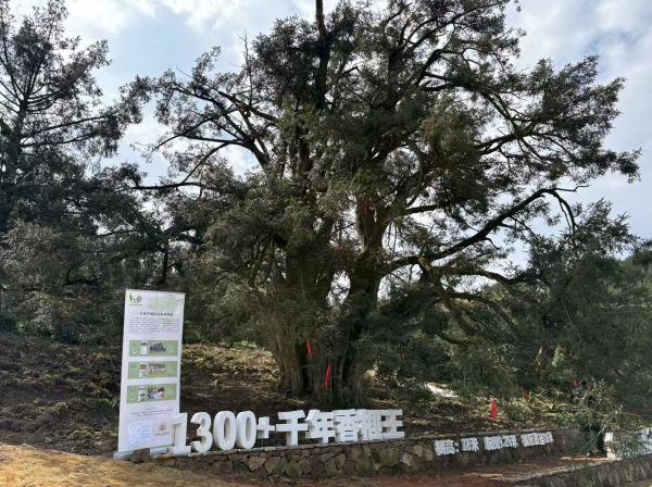 立团体标准、建追溯体系，中国香榧之都诸暨深化提升香榧质量