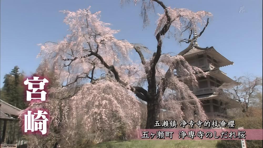 跟着“樱前线”，一路追樱花