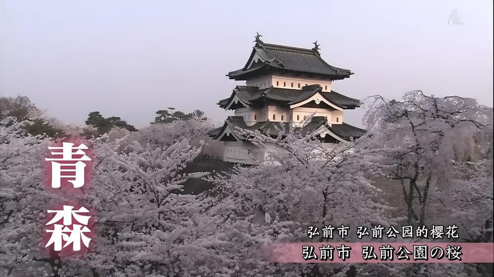 跟着“樱前线”，一路追樱花