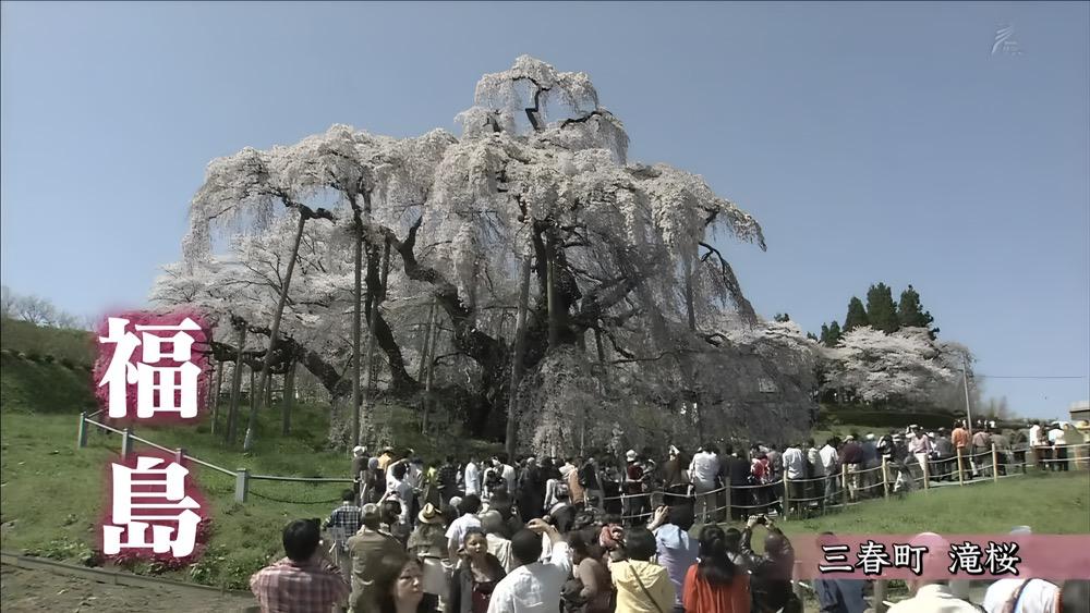 跟着“樱前线”，一路追樱花