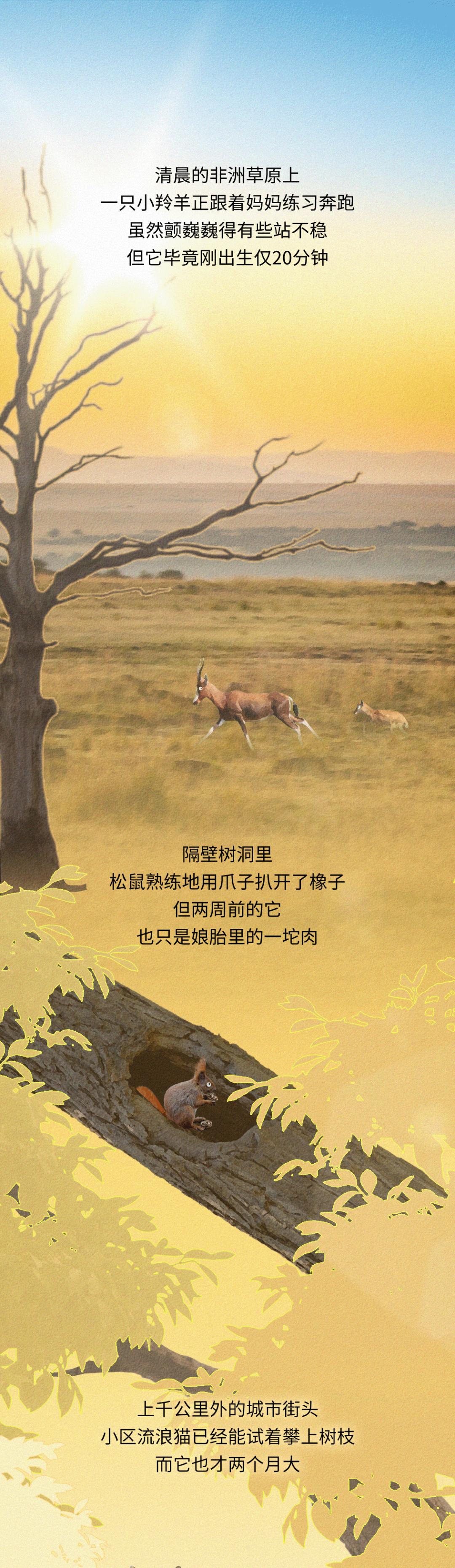 为什么所有动物里，只有人类幼崽发育得这么慢？