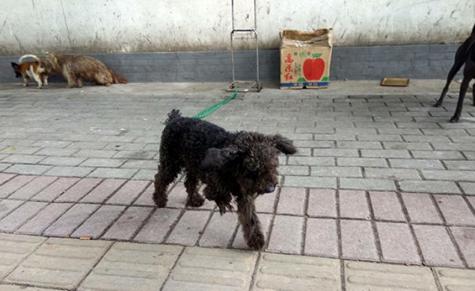 逾期无人领养犬只拟实施安乐死引热议，深圳：将充分听取意见