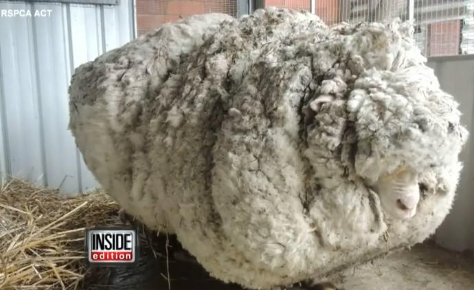 剪下41.4公斤羊毛的澳大利亚绵羊去世了