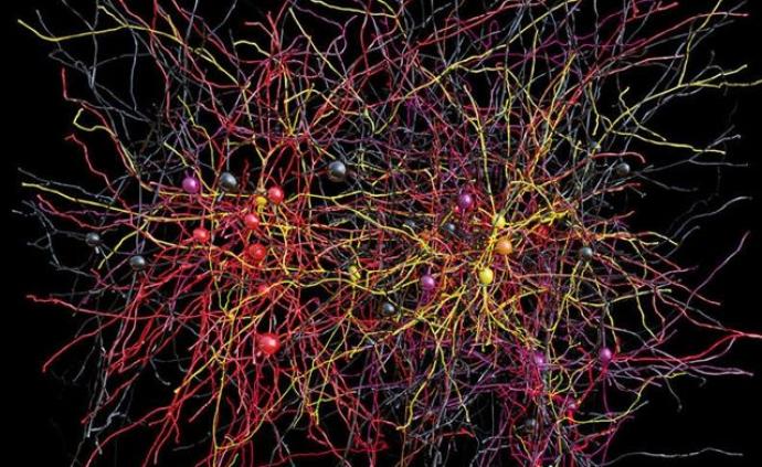 大脑皮层神经网络测量新突破：科学家绘制哺乳动物脑组织图