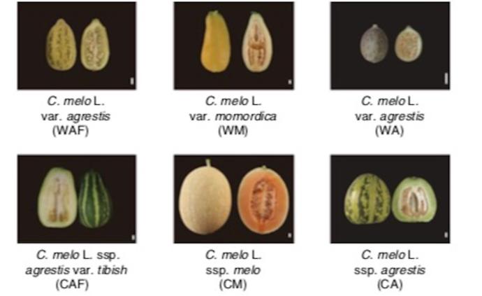 “祖先”甜还是苦？中国团队首次揭示西瓜甜瓜驯化基因组历史