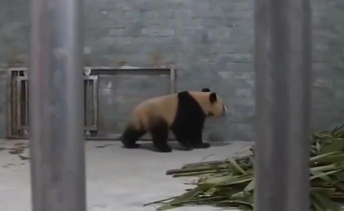 4只大熊猫落户九寨沟，开启新生活
