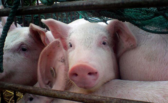农业农村部：小型生猪屠宰场点以县为单位计算，只减不增
