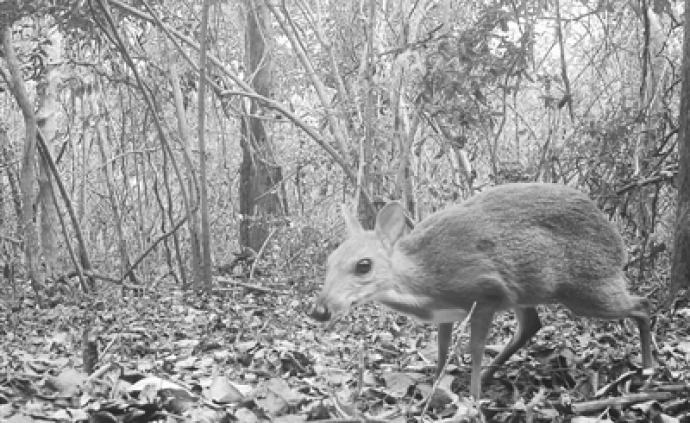 银背鼷鹿现身越南：一种科学上认为已消失的物种被重新发现