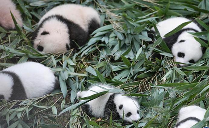 2019大熊猫最新数据发布，全球圈养大熊猫数量达600只