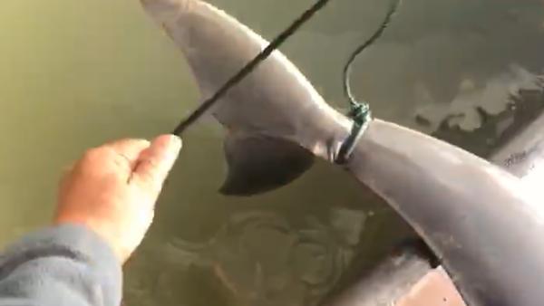 江豚误入渔网窒息而亡，渔民疑怕担责沉尸