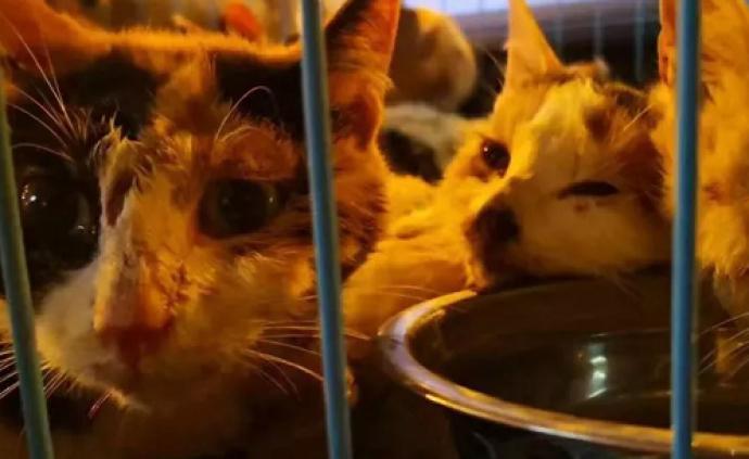 海南警方截获300余只猫，动保协会：部分原本会被送上餐桌
