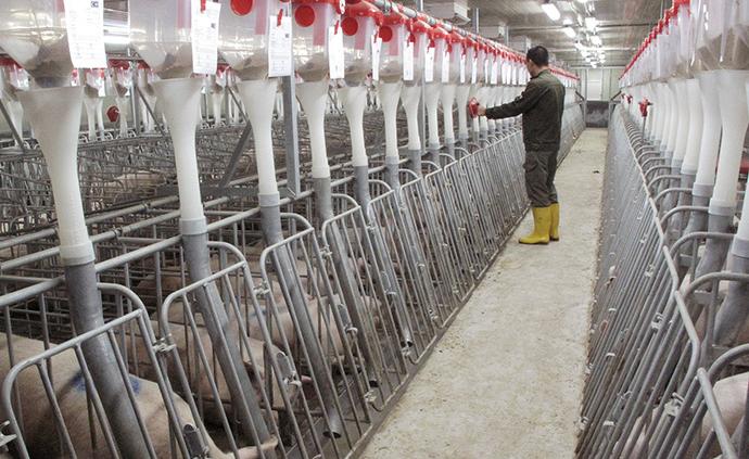 广西宾阳前三季度生猪出栏减少，统计部门提议政府要引导复产