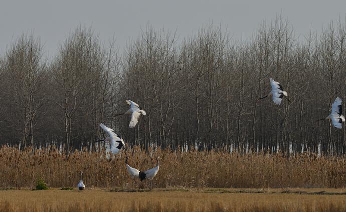 丹顶鹤“先期部队”飞抵盐城湿地：保护区做好准备迎候鸟越冬
