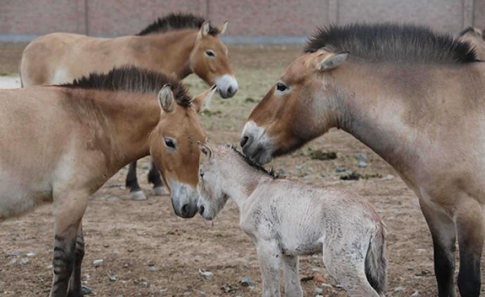 新疆：普氏野马种群持续扩大，今年喜添47匹新丁