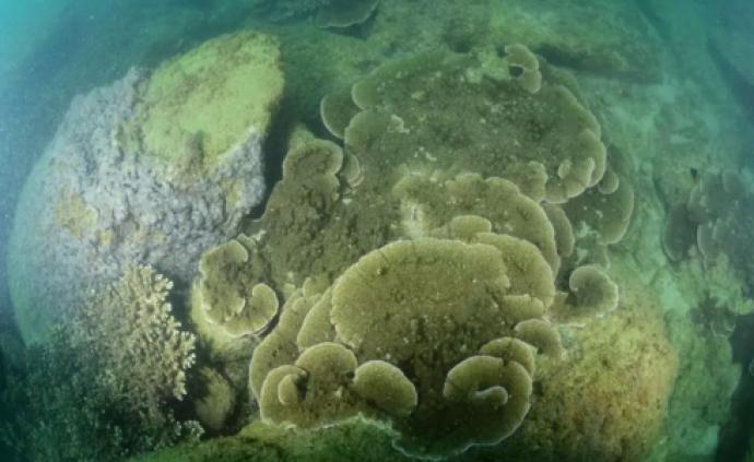 我国首次在南澎列岛发现至少15种造礁石珊瑚