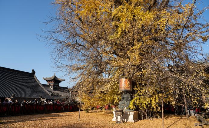 西安古观音禅寺千年银杏树进入最佳观赏期