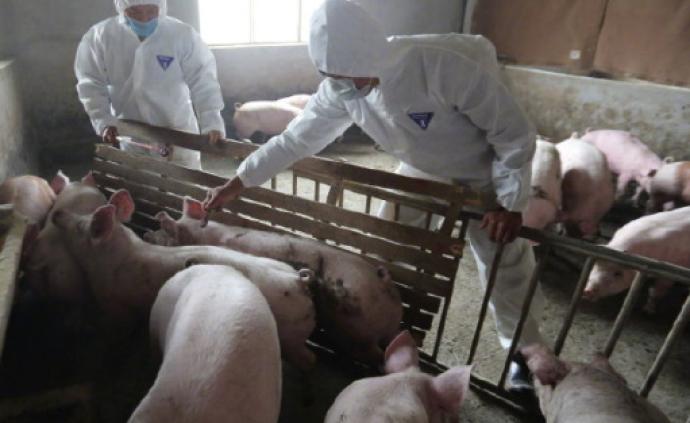农业部：市面上“非洲猪瘟中试苗、自家苗、进口苗”均非法