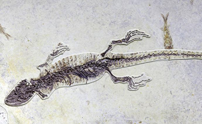 中国古生物学家发现新化石：一亿年前的蜥蜴爱吃小龙虾？