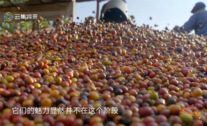 你說這個咖啡果那么好看,它好吃嗎?