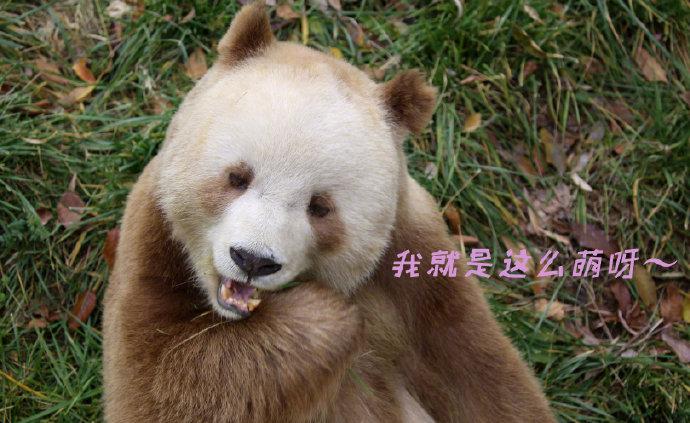 多图丨全球唯一圈养棕色大熊猫“七仔”被终身认养