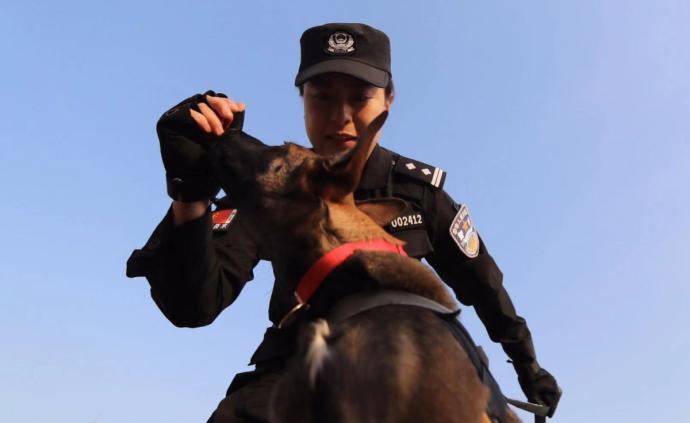 佩戴徽章和彩色项圈，北京首批6头警用克隆犬正式入警