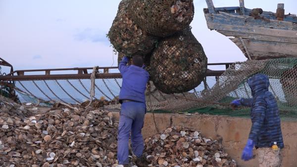 实拍獐子岛渔港码头：死亡扇贝壳堆积如山