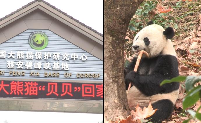 旅美大熊貓回國飼養員它喜歡家鄉味