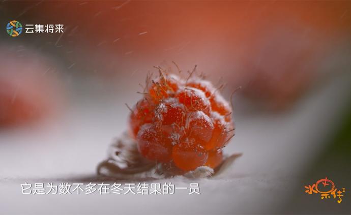 30秒认识这种超可爱的冬日小野果
