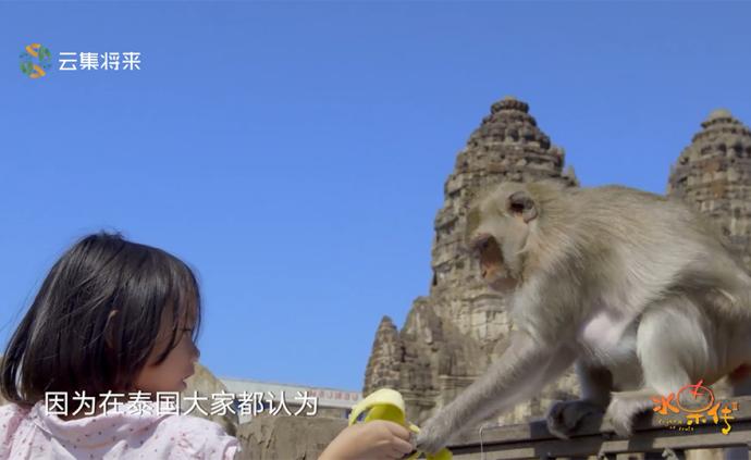 半路劫道只为香蕉，这群猴子有些嚣张