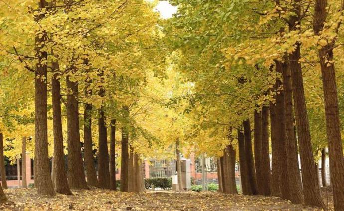 上海16区私藏的秋季美景，你最喜欢哪个