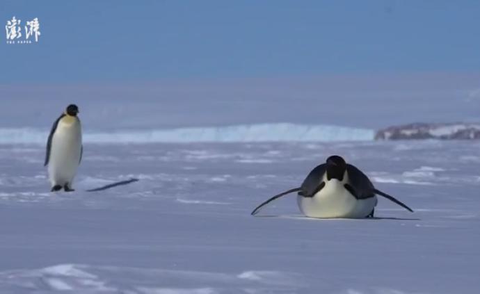 南极行｜请注意，两只胖企鹅向你滑来