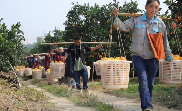 赣南脐橙采摘季：连续干旱减产，供不应求