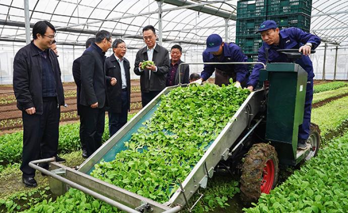来看上海机械化生产绿叶菜，一小时完成五六个人一天的活