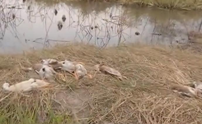 安徽潜山一村民鸭子到稻田觅食后死亡数百只，警方：检出毒药