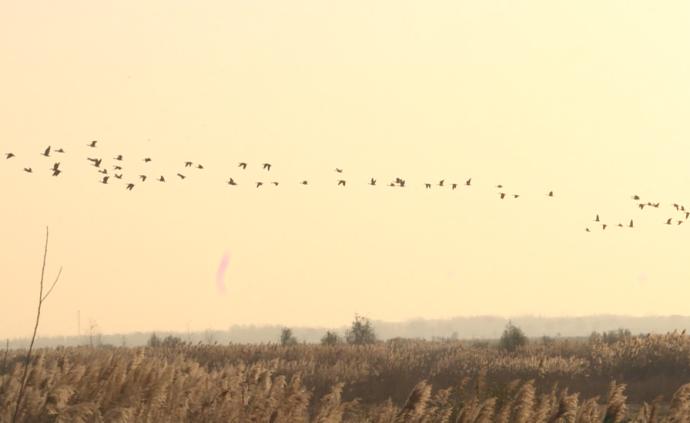 壮观！千只大雁聚集黄河湿地越冬