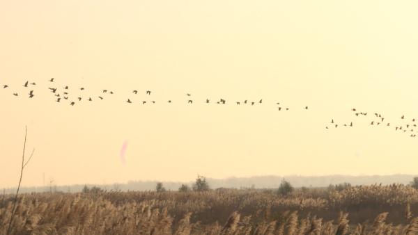 壮观！千只大雁聚集黄河湿地越冬