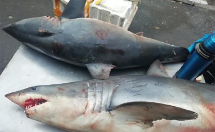 网传大连有农贸市场出售鲨鱼，当地监管部门称“暂未发现”