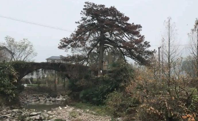 215岁古树枯死，居民申请作标本被拒