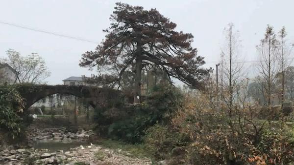 215岁古树枯死，居民申请作标本被拒