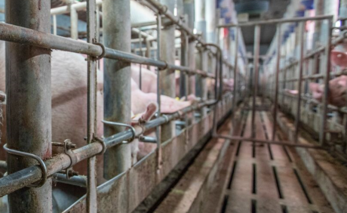 农业农村部开展为期三个月打击生猪私屠滥宰违法行为专项行动