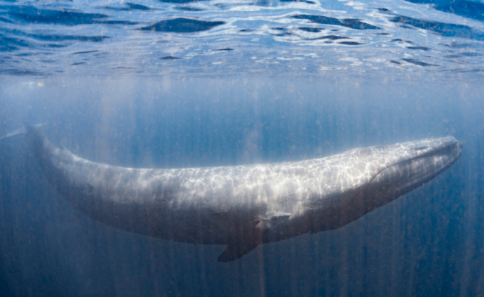 蓝鲸心跳最慢每分钟2次，重返海面时心跳最快：每分钟37次