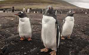 731只企鹅暴尸巴西海滩，疑因吃入塑料等海洋垃圾所致