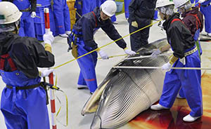 日本不顾国际社会反对，拟重启南极海域科研捕鲸