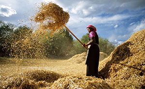 新知丨最新研究证实：中国西藏是大麦另一起源地