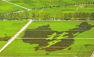 多地现彩色水稻绘“中国梦”等字样，产量低政府被指作秀
