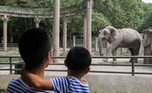 大象夫妇上海共庆结婚40周年：母象已生8胎，爱吃窝窝头