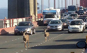 旧金山金门大桥堵车半小时，只因两只鹿“看风景”